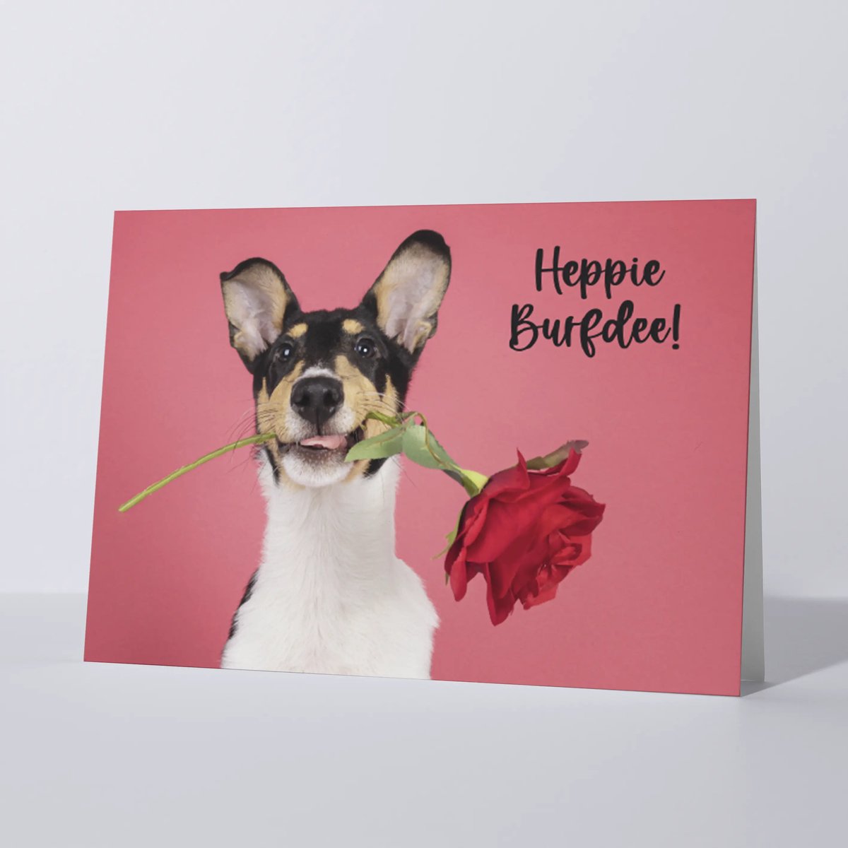 CAT'CHY Cards - wenskaart - verjaardag - hond - smooth collie