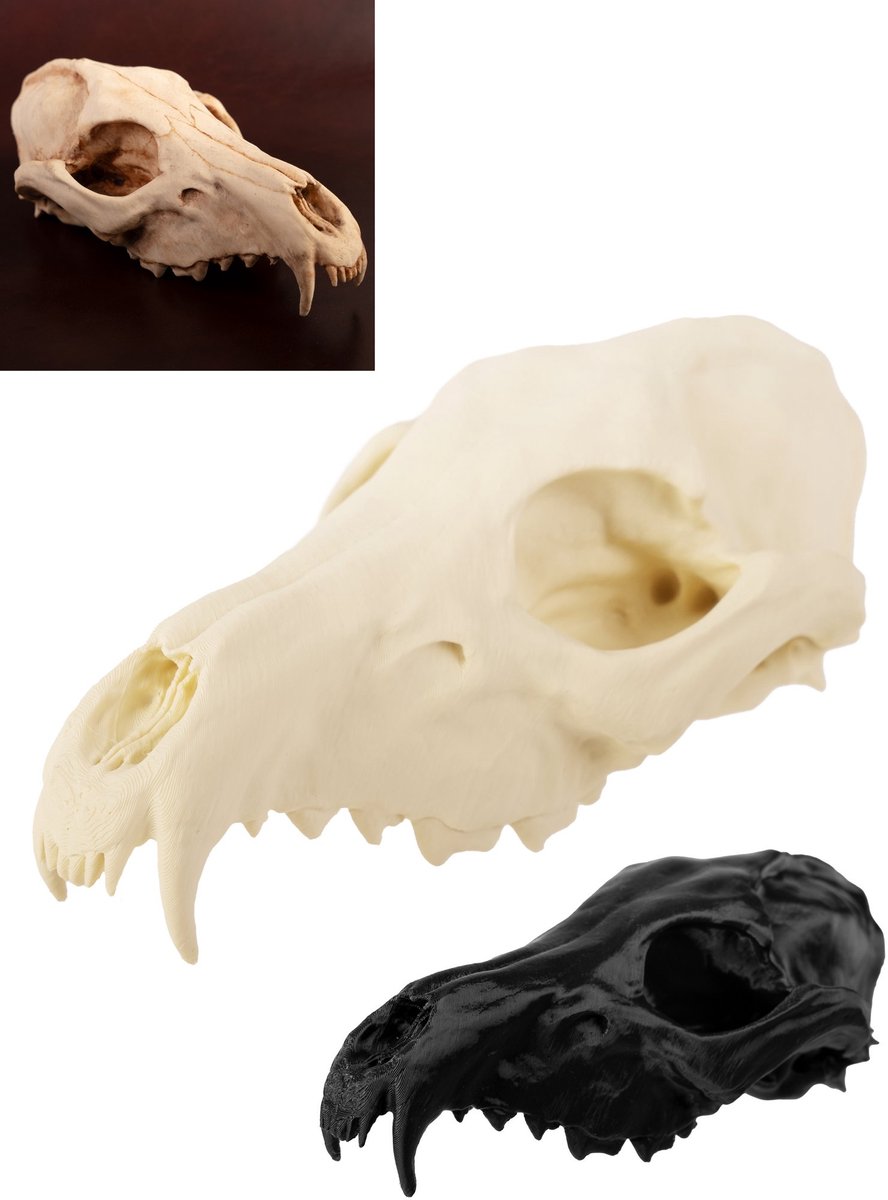 3D-geprinte vossenschedel om zelf te beschilderen (16 cm) - Halloween Skelet
