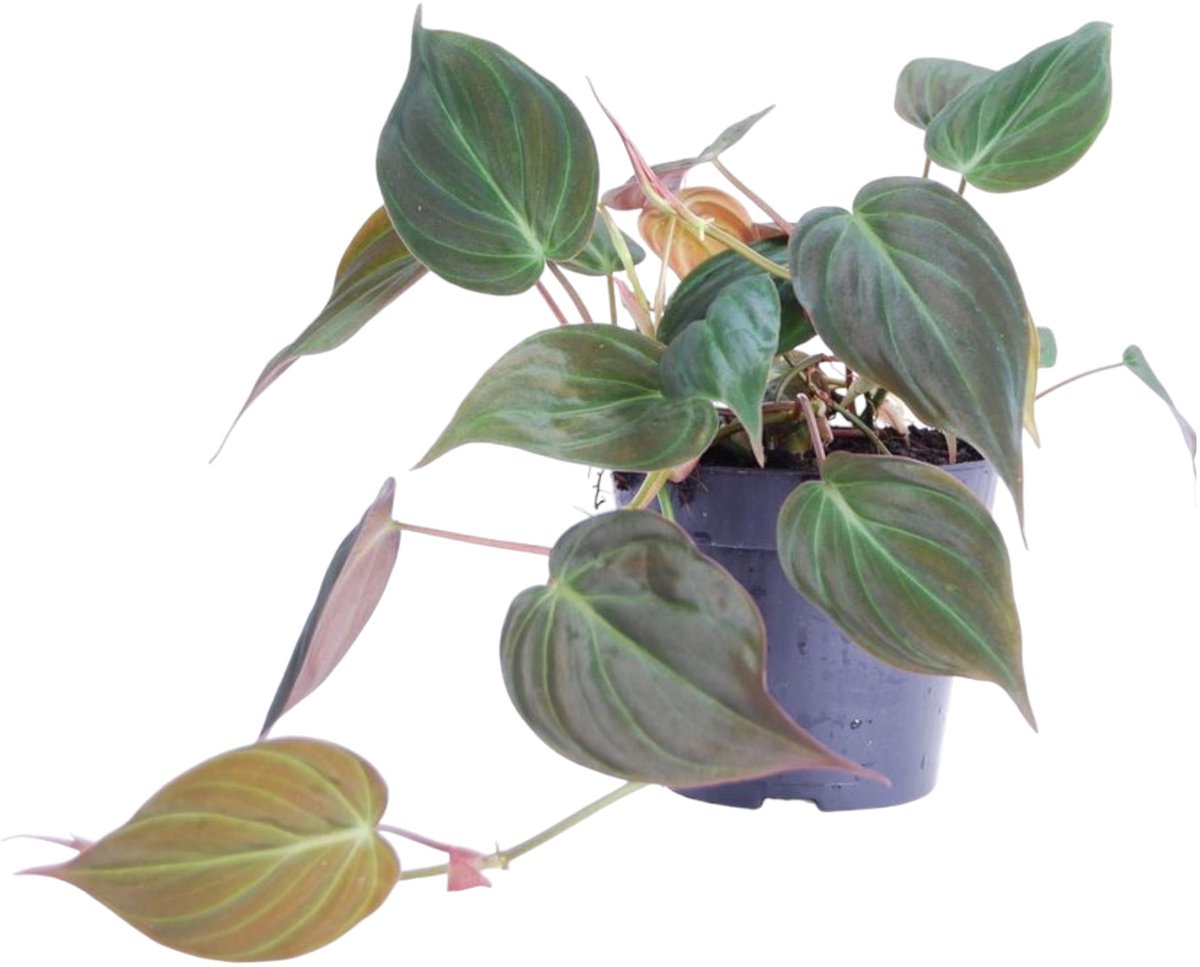 Bol.com Trendyplants - Philodendron Scandens 'Micans' - Kamerplant - Hoogte 15-35 cm - Potmaat Ø12cm aanbieding