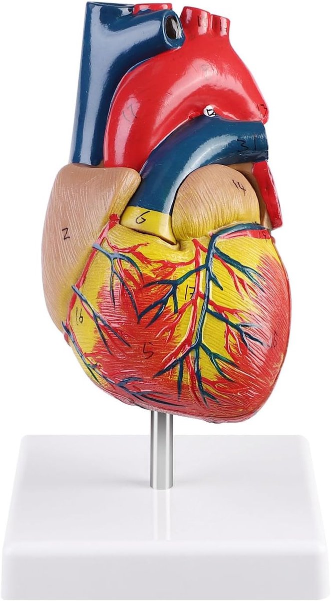 Menselijk hartmodel voor anatomie, 1:1 kopie van een natuurlijk hartmodel, met 34 anatomische markeringen en PVC-vloeren