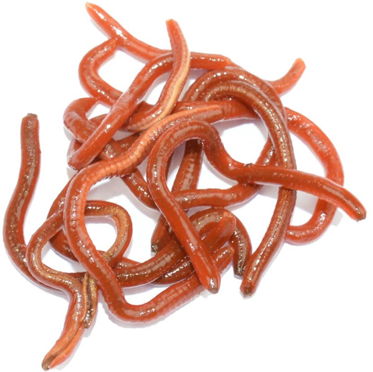LFT Like Life - Worms 30ml.