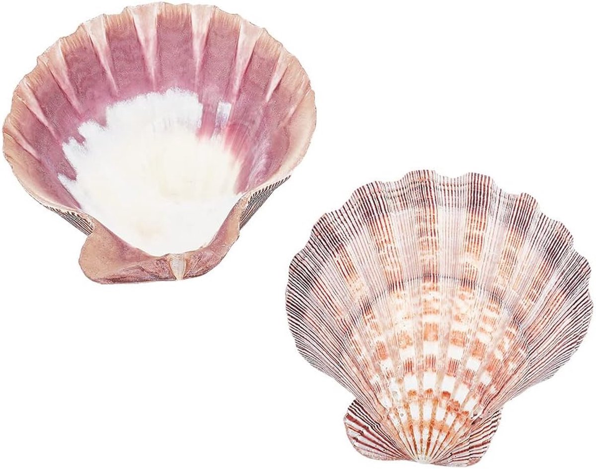 2 stks Grote Sint-jakobsschelpen Leeuwen Poot Sint-jakobsschelpen 5.2 ~ 5.4 "Natuurlijke Shell Kralen Ongeboord Bakken Schelpen Natuurlijke Sint-Jacobsschelpen voor Bruiloft Zee Strand Vaas Filler Art Craft Home Decor