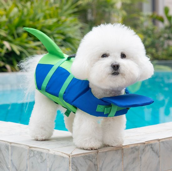 Caniche blanc debout au bord d'une piscine, portant un gilet de sauvetage bleu et vert avec un aileron de requin.