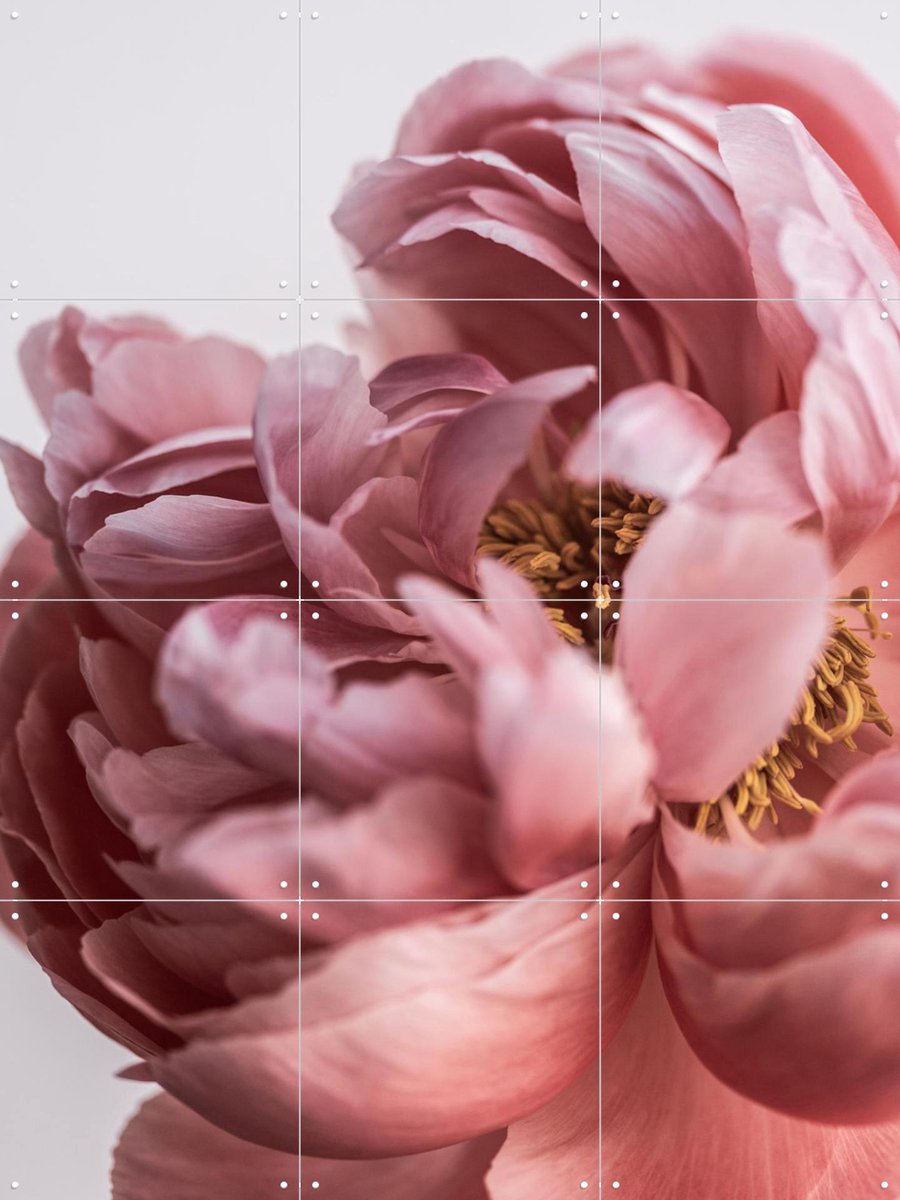 IXXI Peony, Mareike Böhmer - 60 x 80 cm - Gratis ophangtool - Grote wanddecoratie en posters - Fotografie, Woonkamer, Slaapkamer, Gang, Bloemen