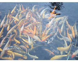 koivoer Allround kleuren Mix 4,5 mm 15 kg - visvoer - vissenvoer - vijvervoer - kleurvoer - korrels - voer - drijvend - koikarper - goudvis - all roud mix -muti Color