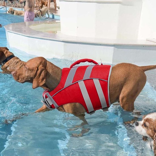 Bruine hond draagt een rood zwemvest met reflecterende strips in het zwembad.