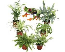Luchtzuiverende Kamerplanten XL – Set van 6 – Graslelie Variegatum & Bonnie, Nephrolepis Green Lady, Chamaedorea Elegans, Phlebodium Blue Star & Pteris Albolineata – Binnenplanten – 25–40 cm – Pot 12 cm