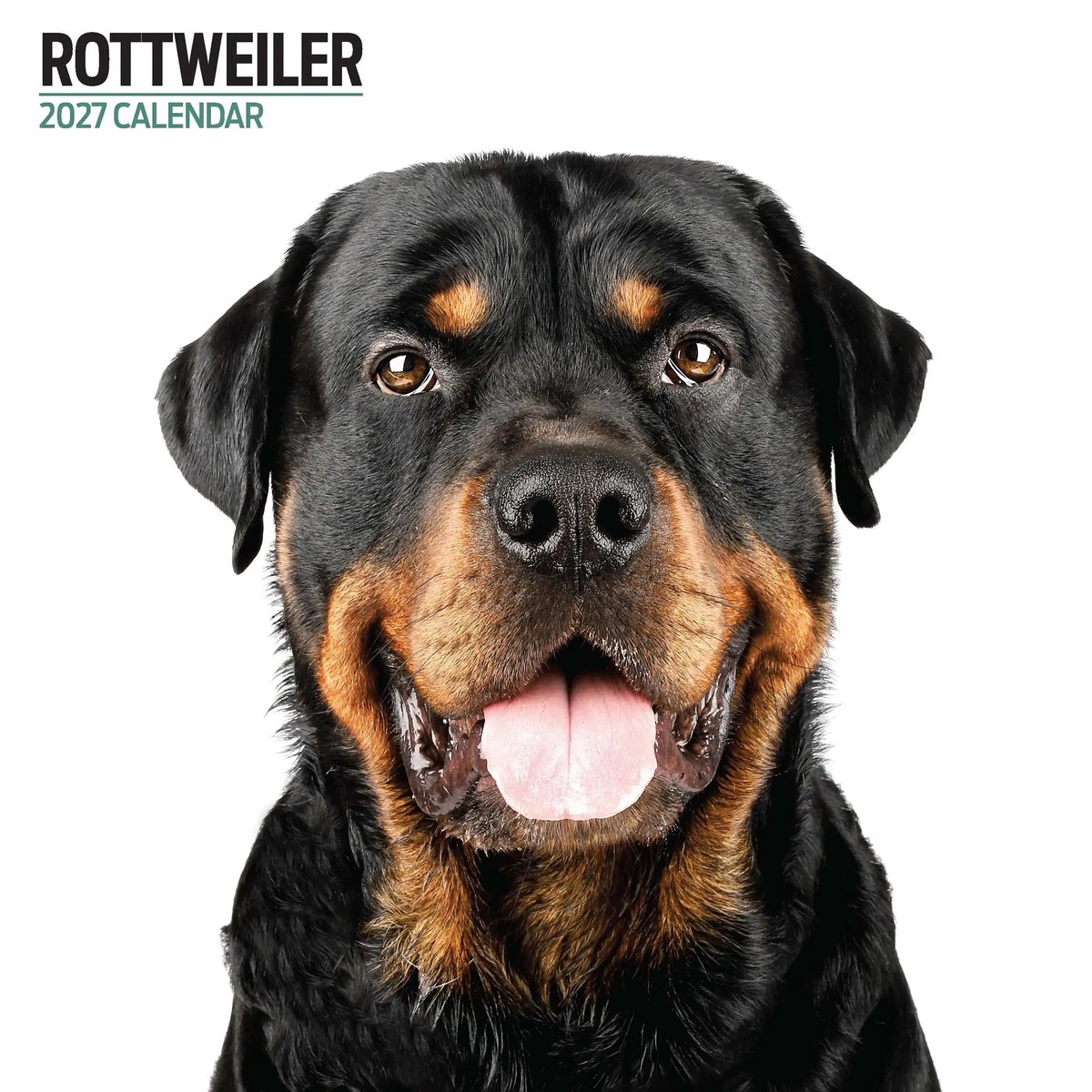 Rottweiler Modern Kalender 2027
