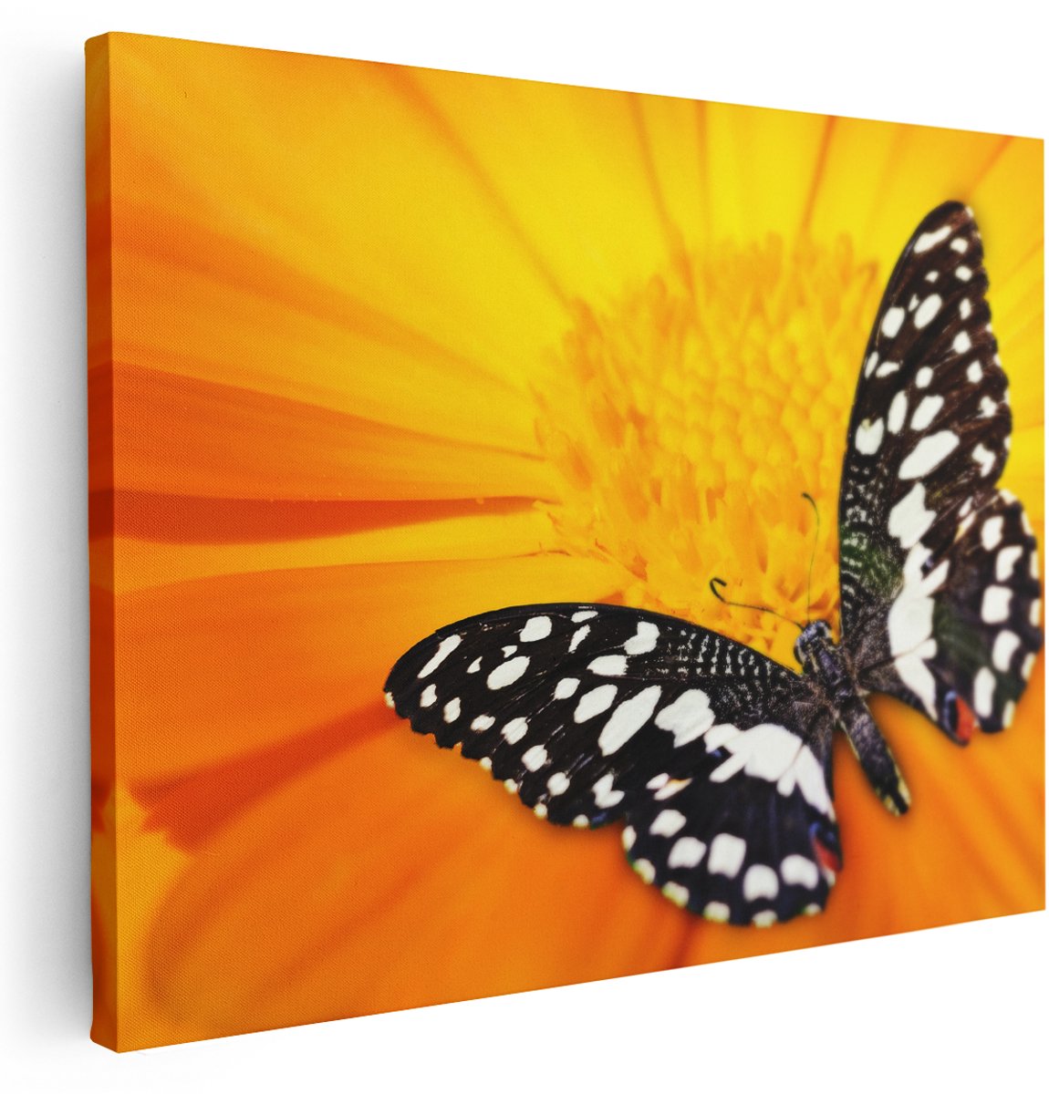 Artaza Canvas Schilderij Vlinder Op Een Oranje Bloem - 160x120 cm - Groot - Wanddecoratie Woonkamer - Schilderijen - Muurdecoratie
