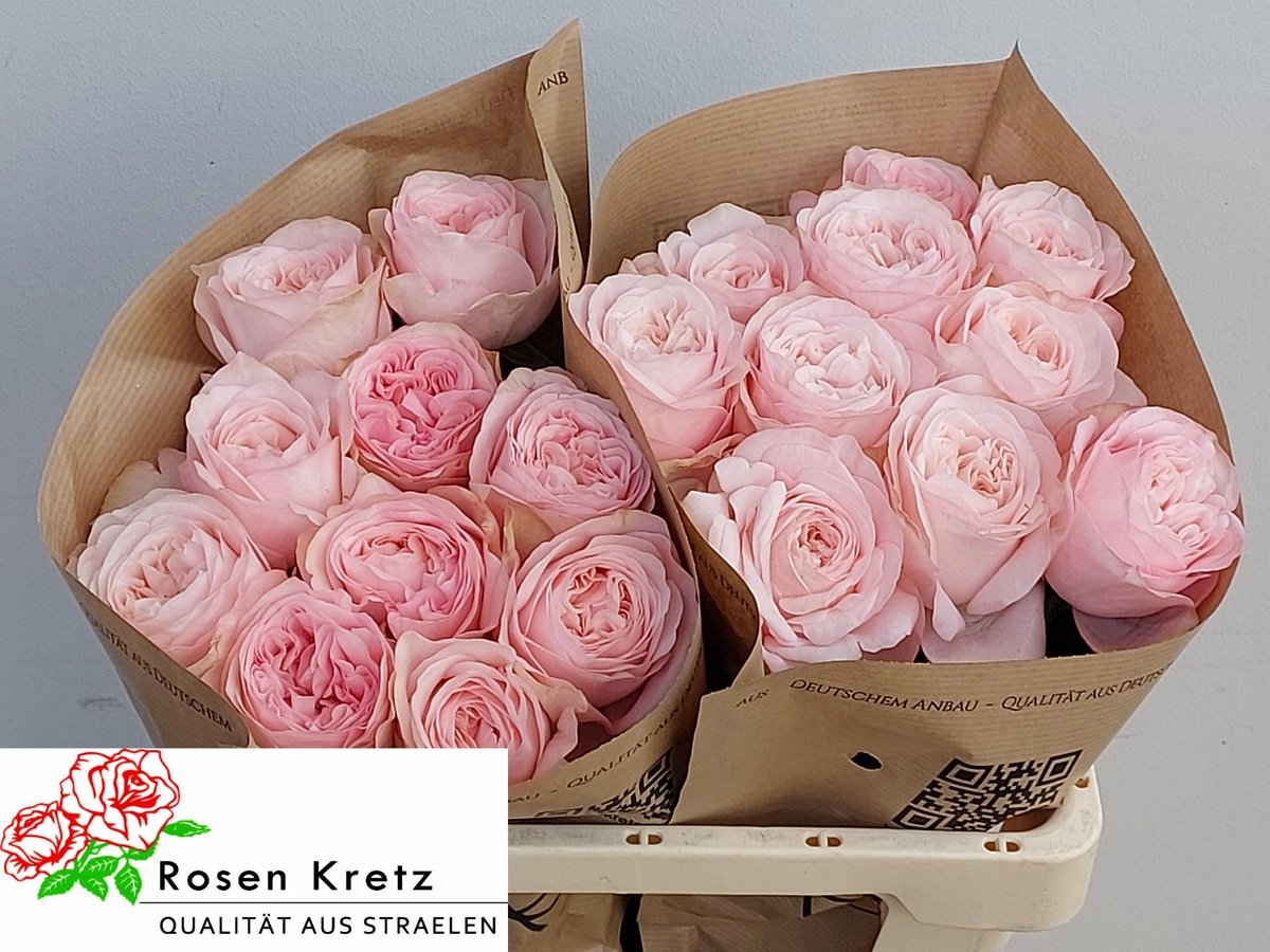 10x Rosa lincoln park! 50cm