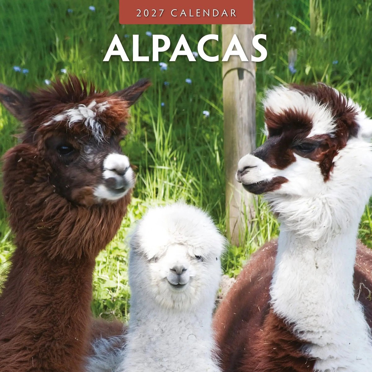 Alpaca Kalender 2027