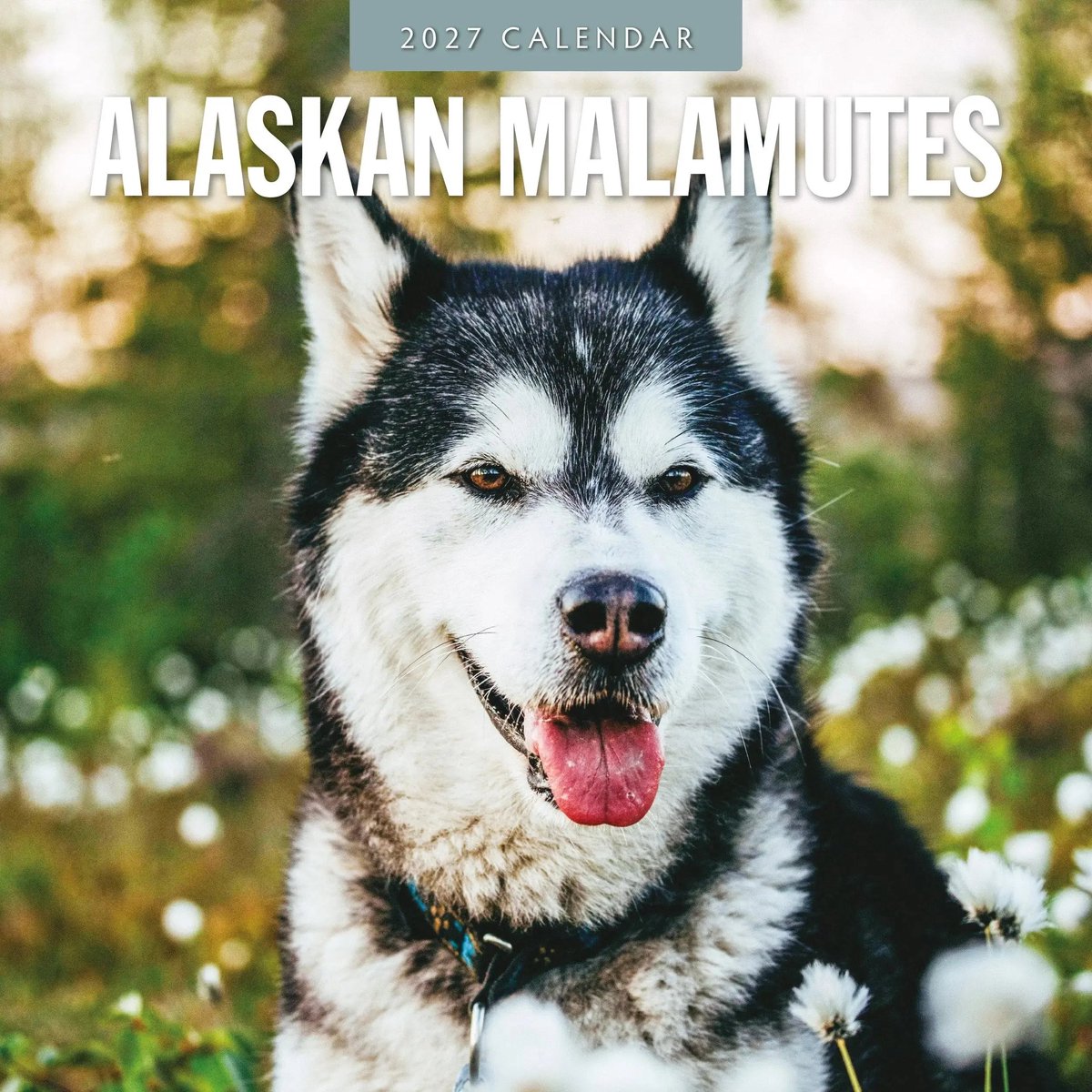 Alaskan Malamute Kalender 2027