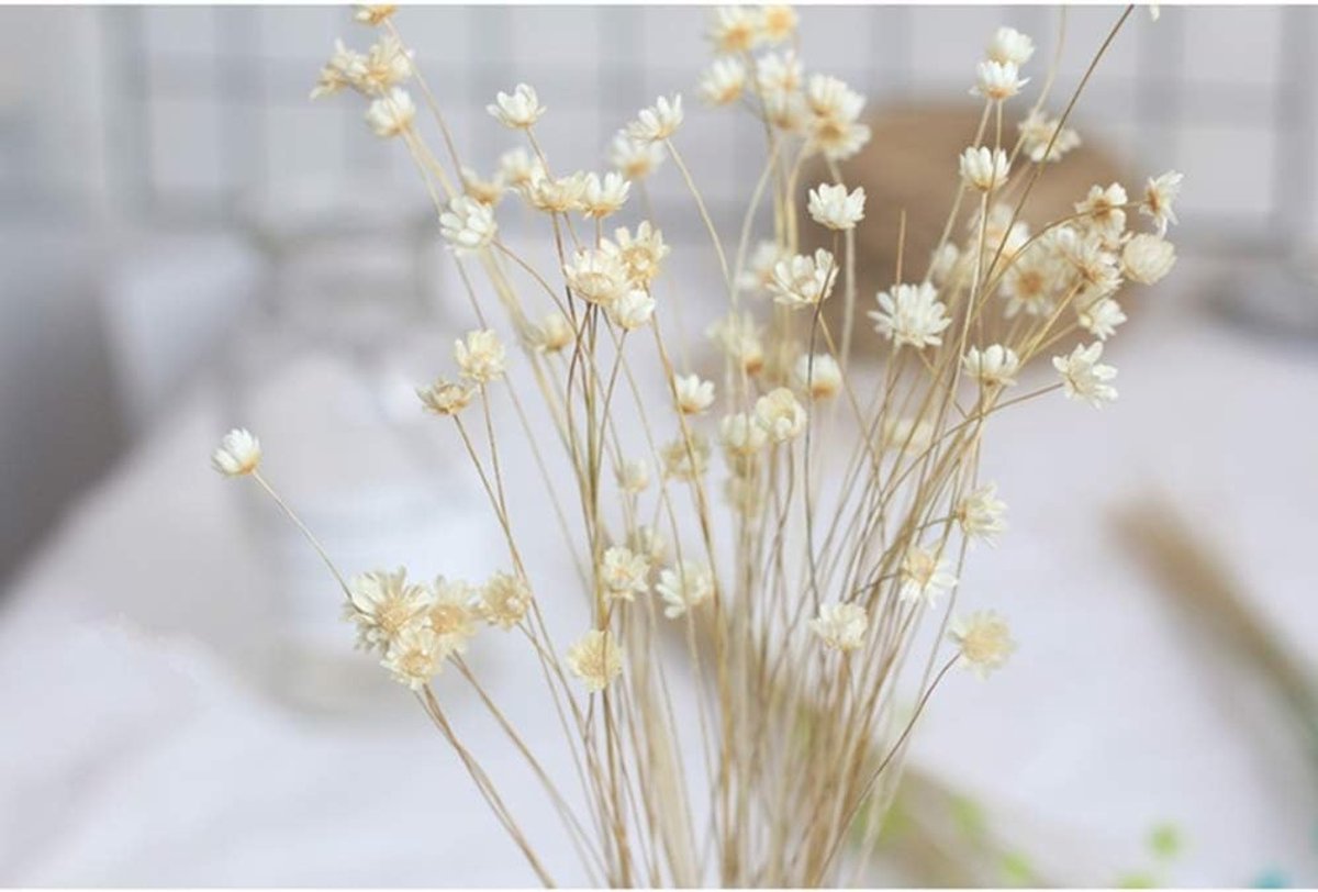 Mini Daisy Chamomile Boeket van 150 Stelen - Natuurlijke Gedroogde Bloemen voor Bruiloft en Thuisdecoratie - Decoratieve Witte Ster Daisies voor DIY Projecten