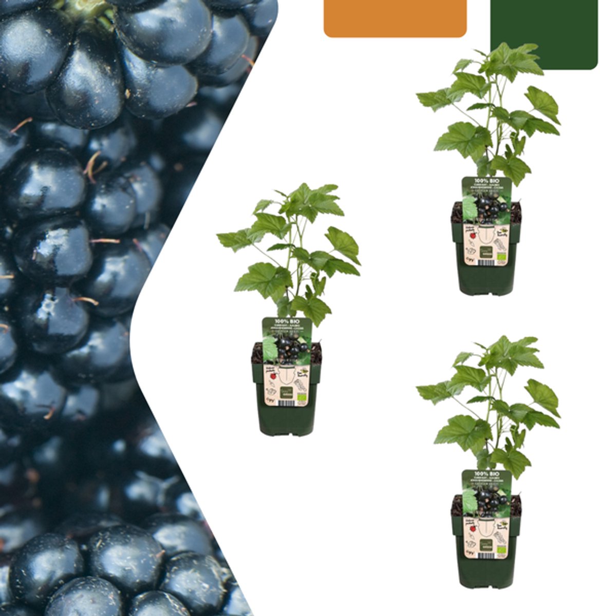 3 x Biologische bramenplanten - Ø 13 cm - ↨ 20 cm