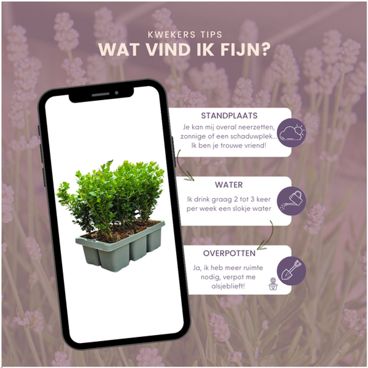 4 x 6-Pack Buxus NewGen Freedom – Winterharde Groenblijvende Struiken 24 x Ø7 cm - 15 cm | Compacte Buxus