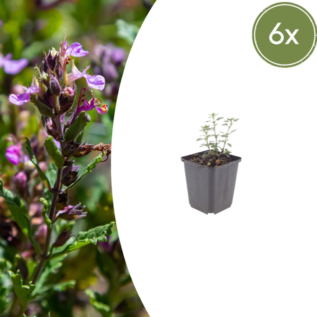 6x Teucrium lucidrys - 10-25cm - Ø9cm