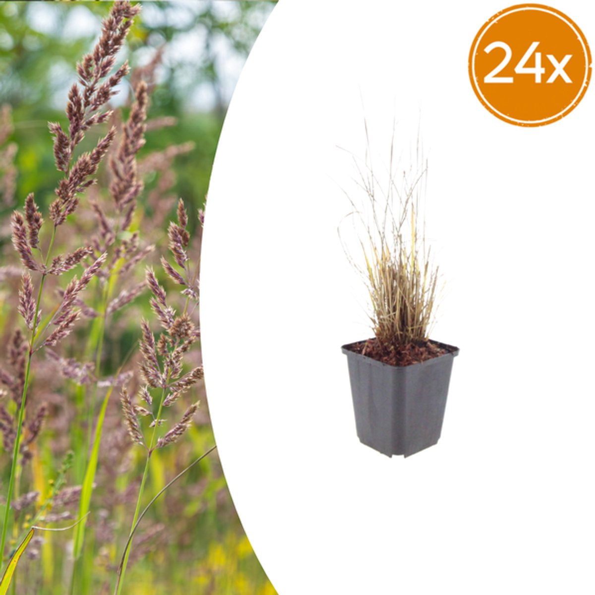 24x Calamagrostis brachytricha - 10-25cm - Ø9cm
