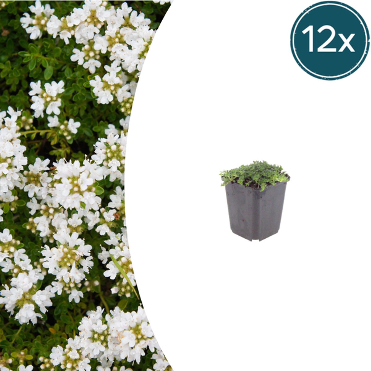 12x Thymus praecox 'Albiflorus' - 10-25cm - Ø9cm
