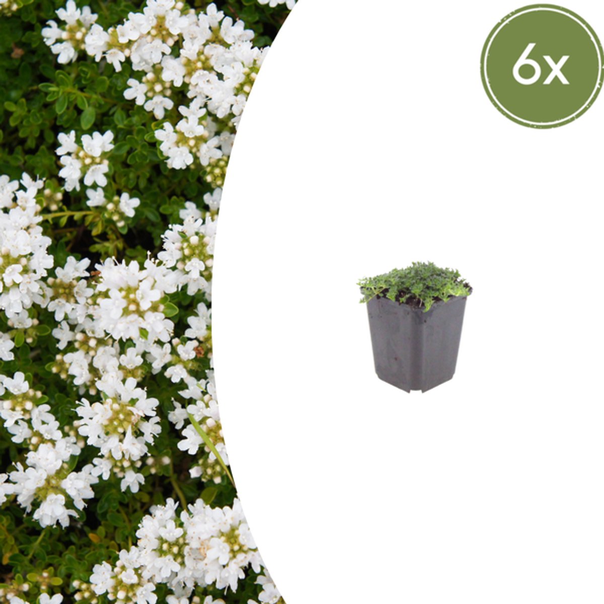 6x Thymus praecox 'Albiflorus' - 10-25cm - Ø9cm