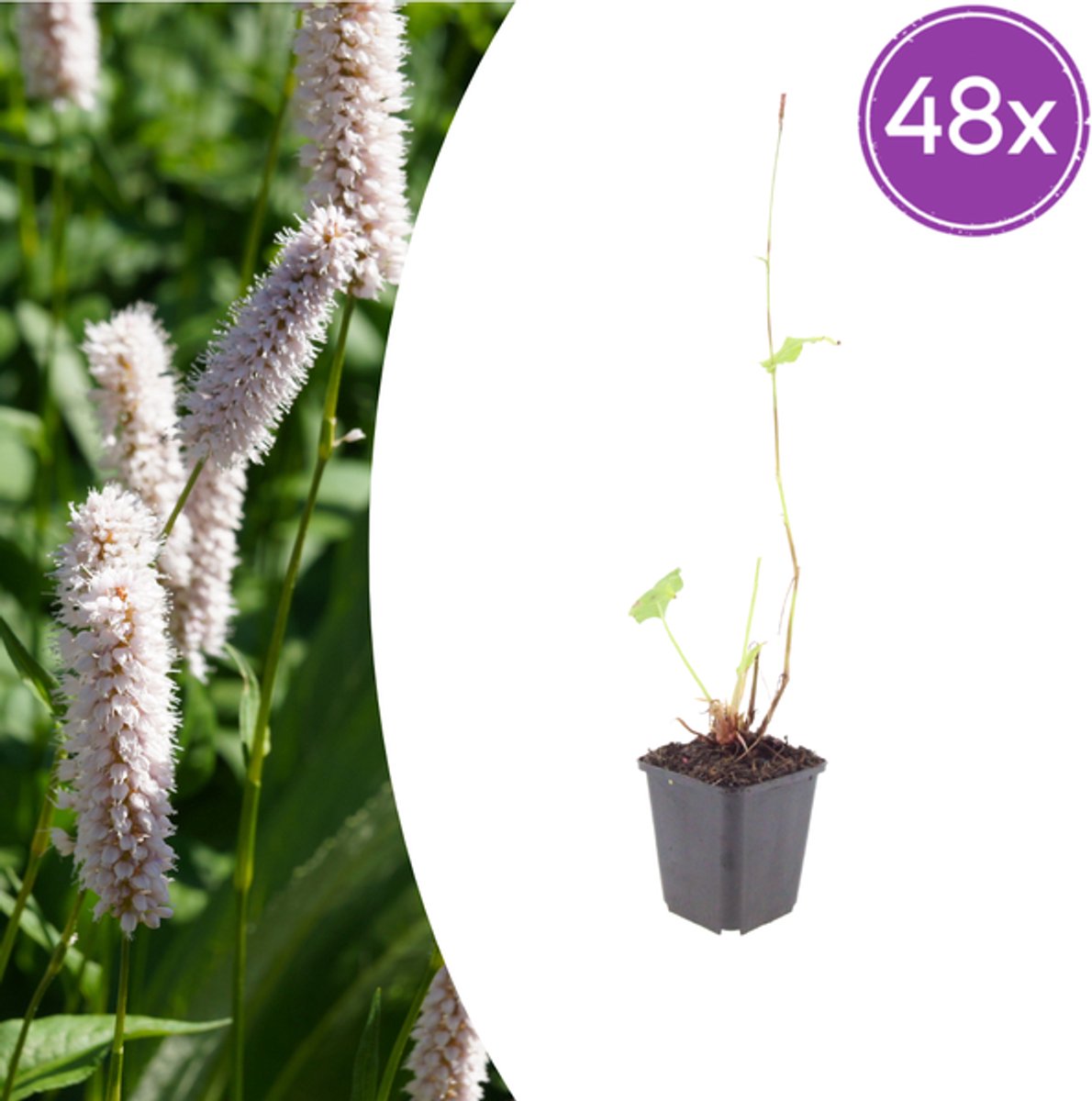 48x Persicaria bistorta 'Superba' - 10-25cm - Ø9cm