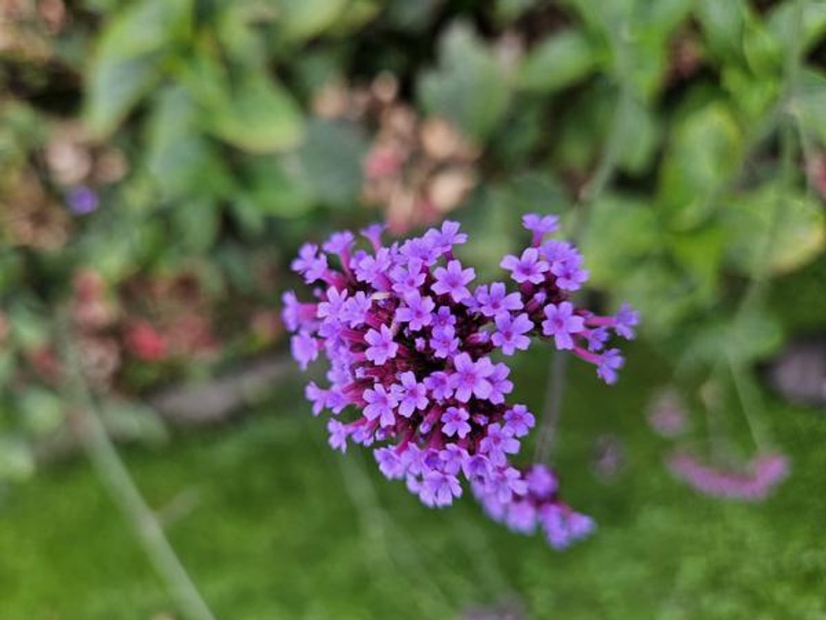 48x Verbena bon. 'Lollipop' - 10-25cm - Ø9cm