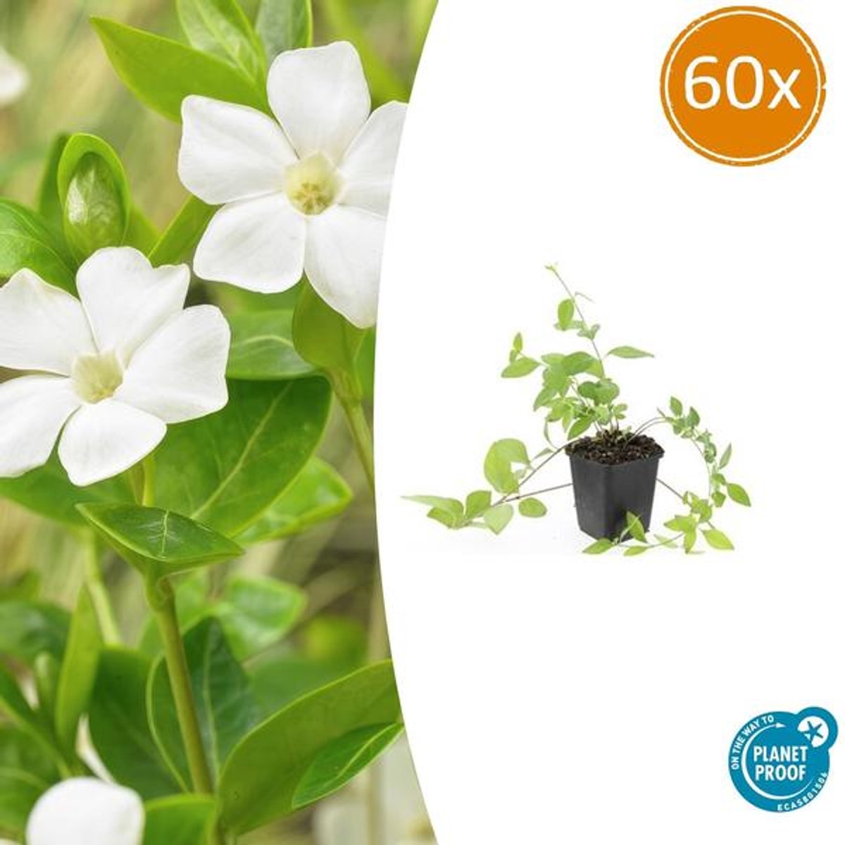 60x Vinca major 'Alba' - 10-25cm - Ø9cm
