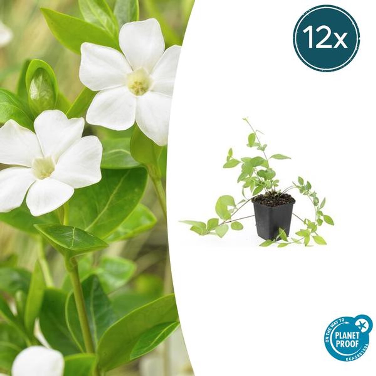 12x Vinca major 'Alba' - 10-25cm - Ø9cm