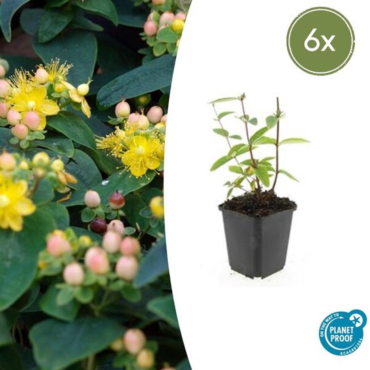 6x Hypericum inodorum 'Annebel' - 10-25cm - Ø9cm