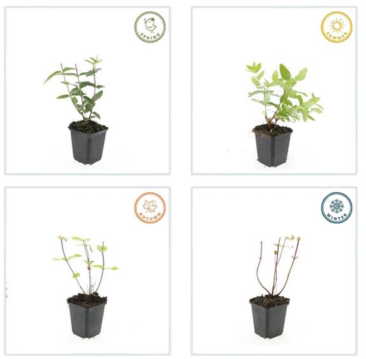 12x Hypericum inodorum 'Rheingold' - 10-25cm - Ø9cm