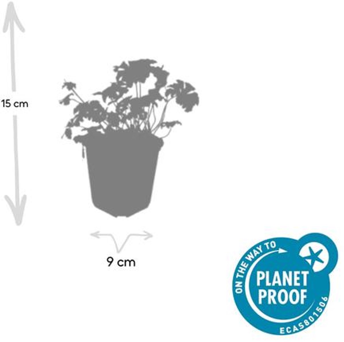 60x Geranium cant. 'Cambridge' - 10-25cm - Ø9cm