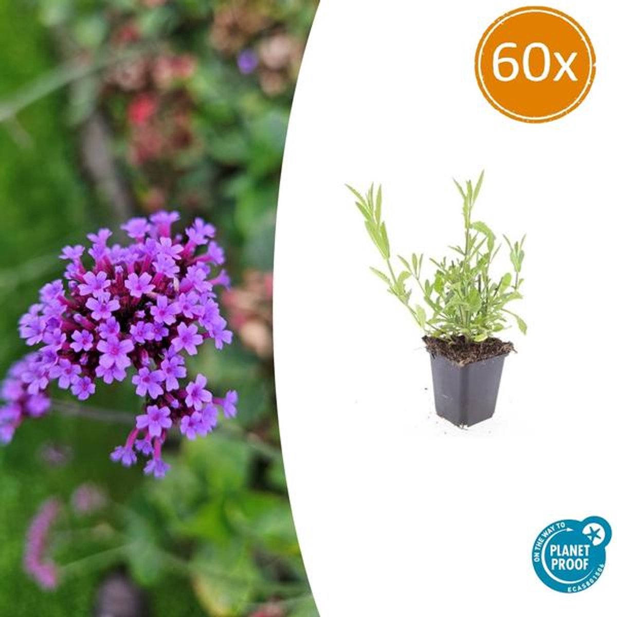 60x Verbena bonariensis - 10-25cm - Ø9cm