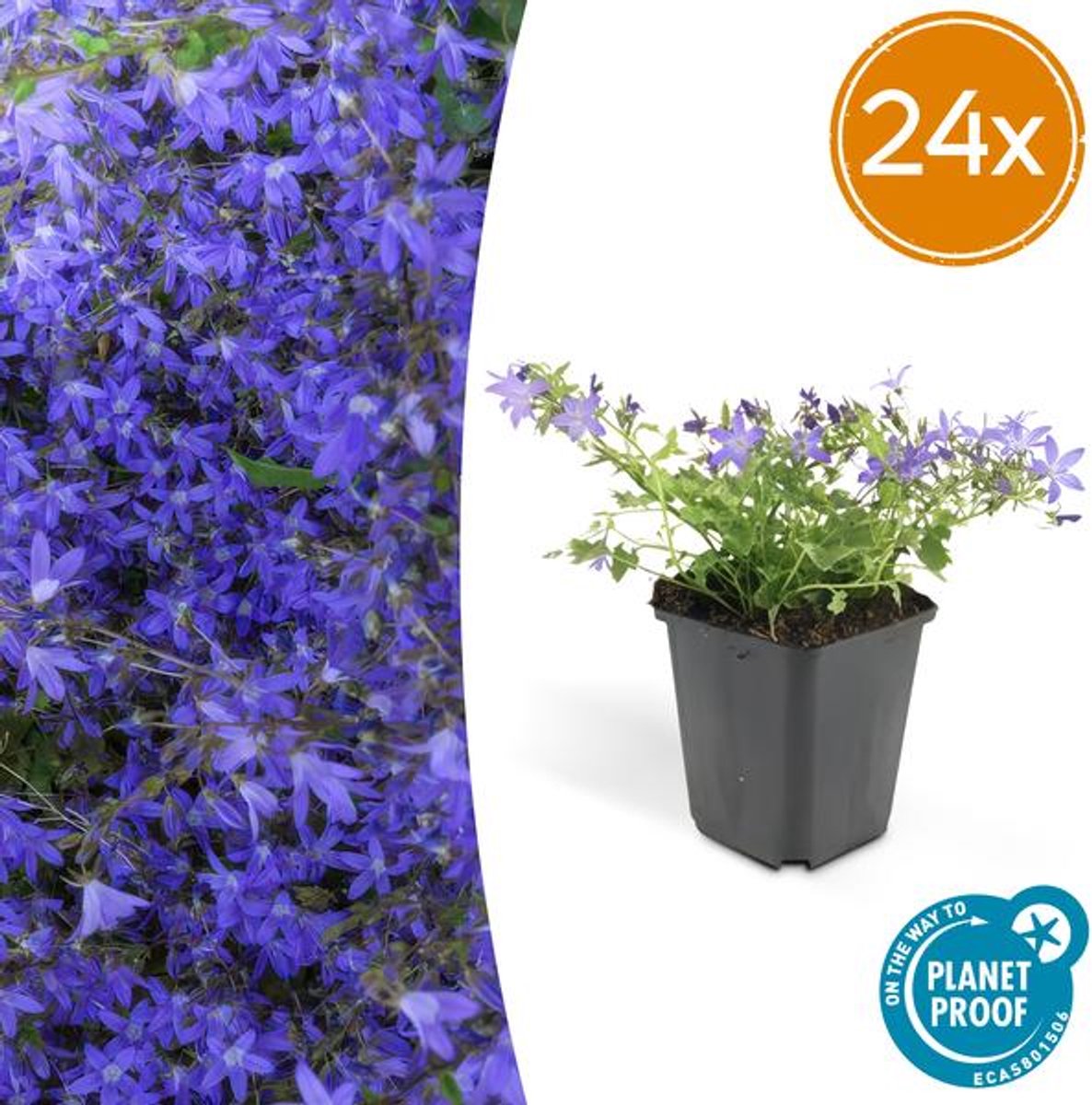 24x Campanula poscharskyana 'Stella' - 10-25cm - Ø9cm