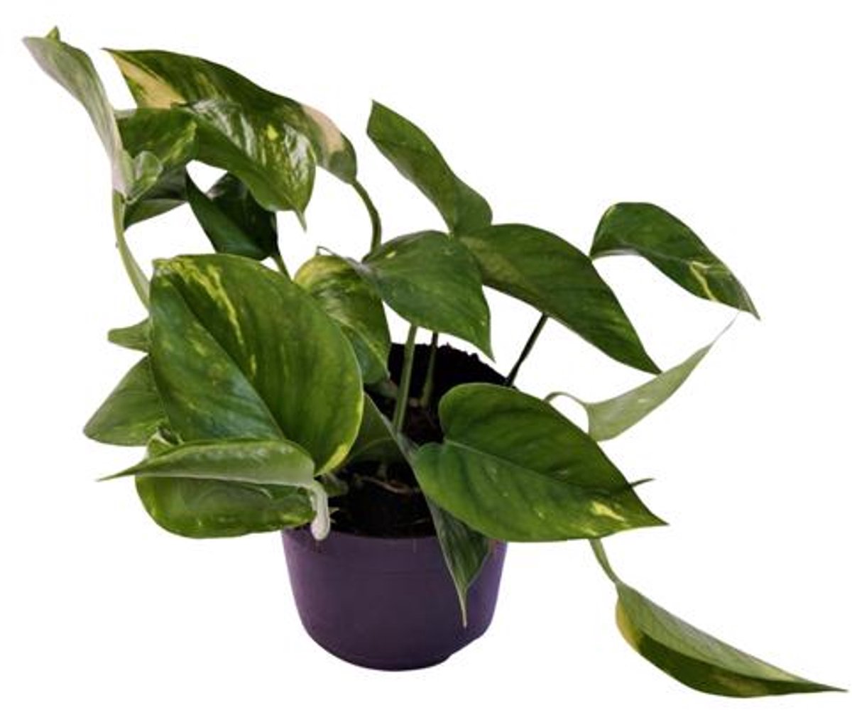 Scindapsus (Epipremnum) Aureum - Ø12cm - 25cm