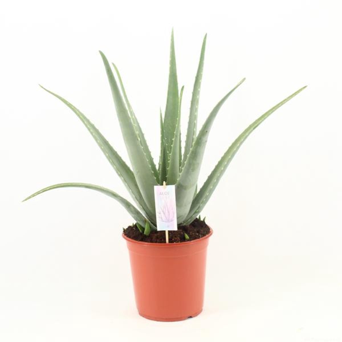 Aloe Vera P24 - Ø24cm - 70cm