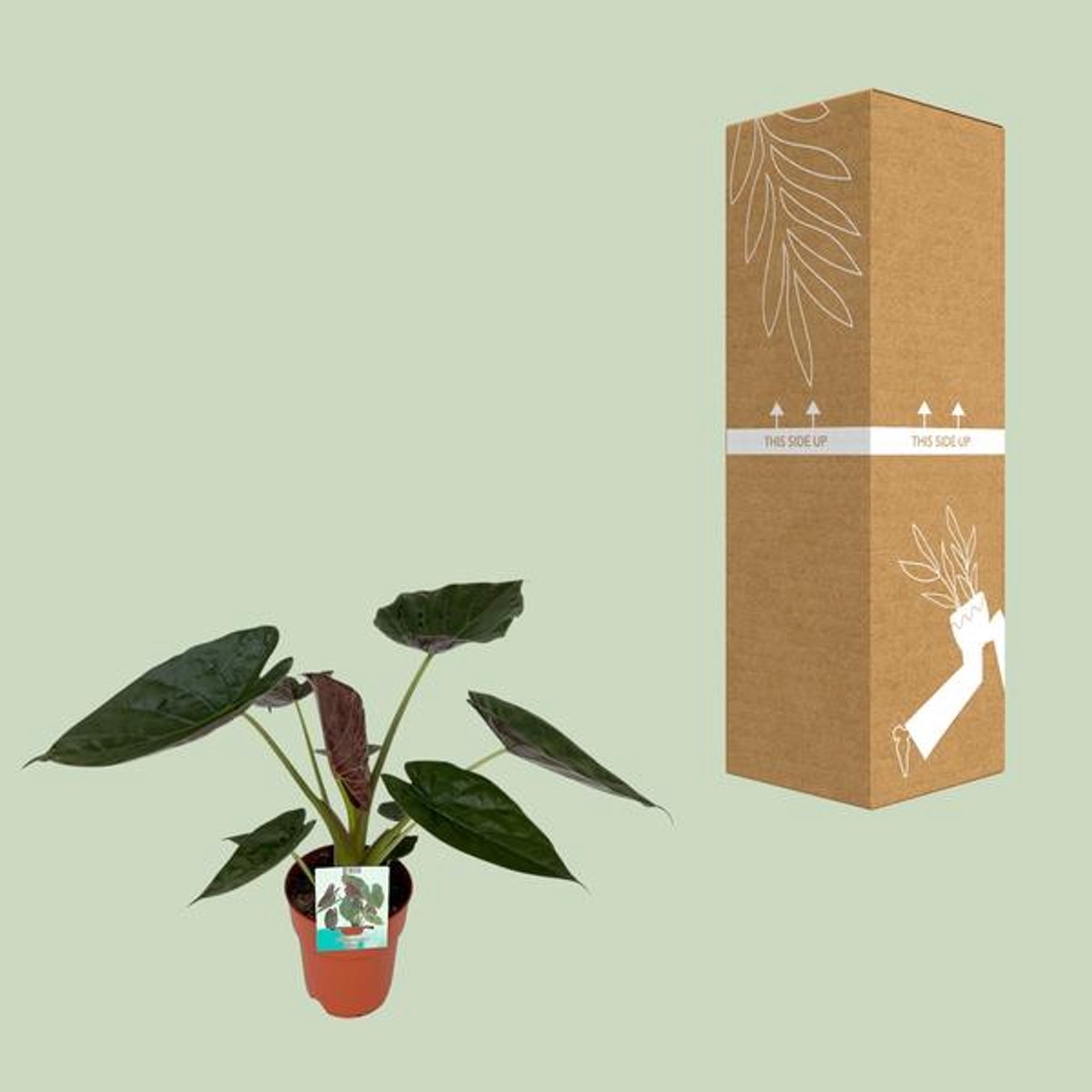 Alocasia Wentii - Ø19cm - 85cm
