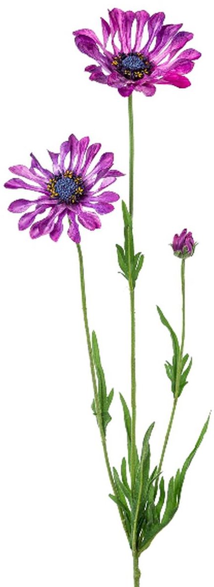 Gasper Kaapse Margrieten Lila-Paars lepelbladig 66 cm