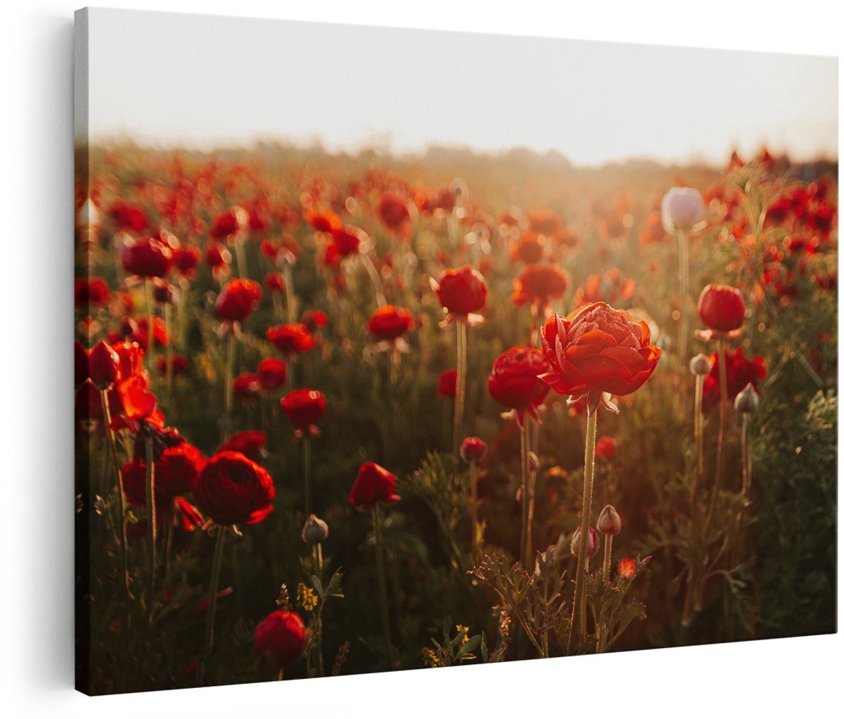 Artaza Canvas Schilderij Veld met Rode Bloemen - 150x100 cm - Groot - Foto Op Canvas - Wanddecoratie Woonkamer