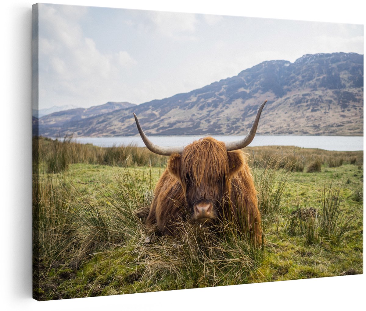 Artaza Canvas Schilderij Schotse Hooglander ligt in het Gras - 150x100 cm - Groot - Foto Op Canvas - Wanddecoratie Woonkamer