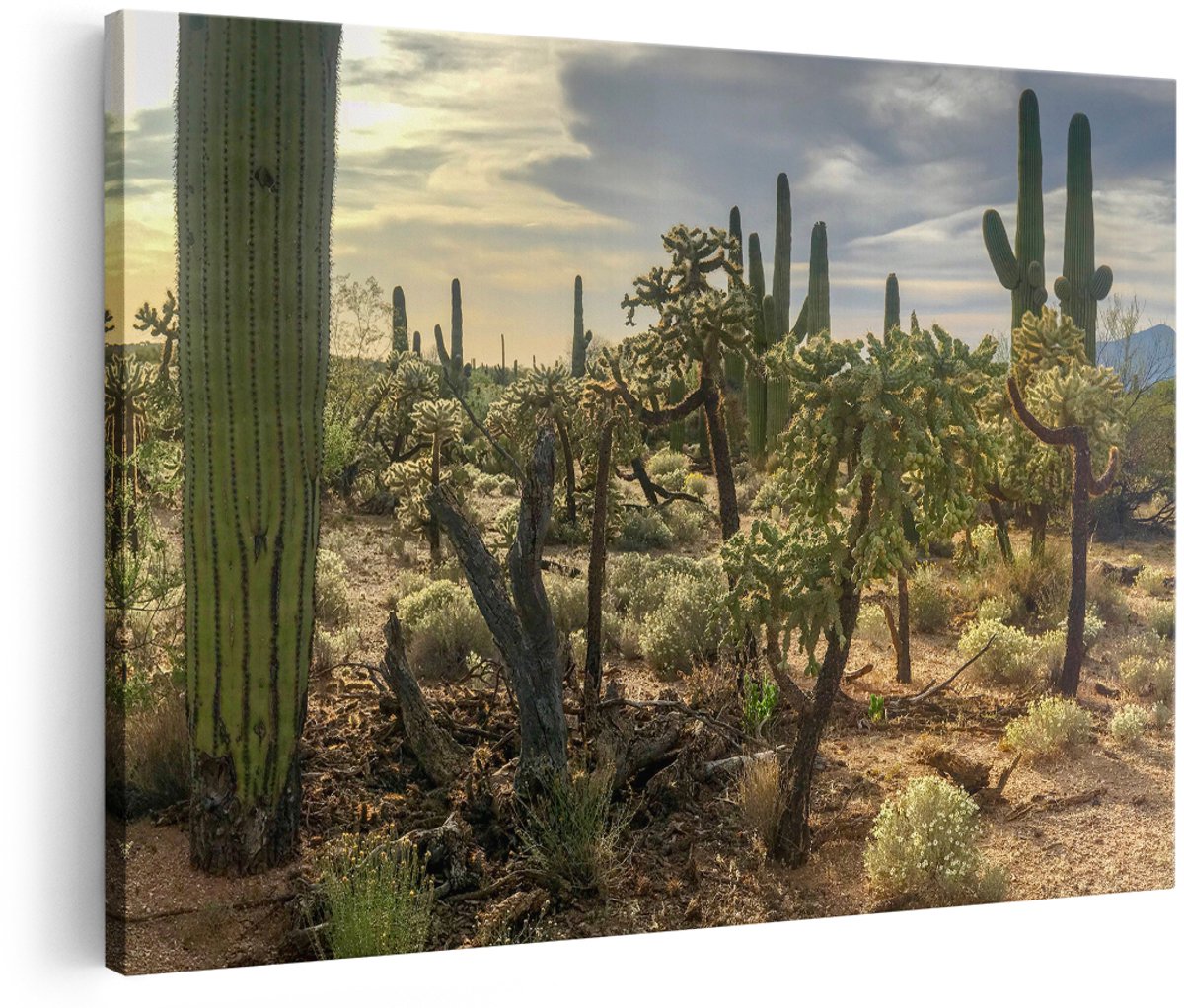 Artaza Canvas Schilderij Cactus Planten in het Wild - 180x120 cm - Groot - Foto Op Canvas - Wanddecoratie Woonkamer