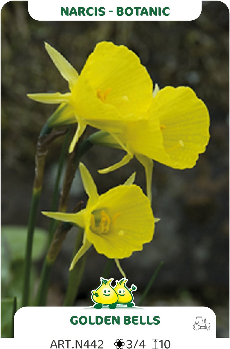 20 Bollen Botanische Narcis Golden Bells maat 6/+