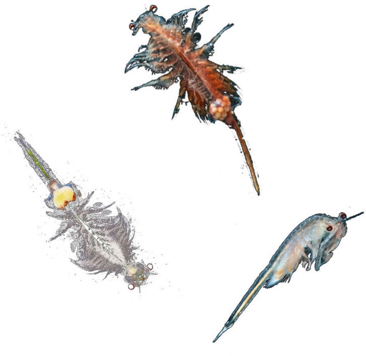KOSMOS Sea Dogs - Experimenteerset - Kweek Je Eigen Pekelkreeftjes - Ontdek Artemia Uit de Tijd van de Dinosauriërs - Inclusief Vergrootglas - STEM Speelgoed - Vanaf 8 Jaar — afbeelding 7