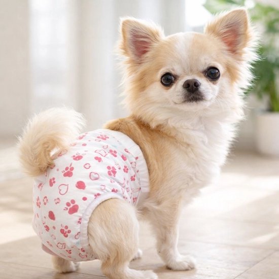 Chihuahua met witte luier, bedrukt met roze pootafdrukken en hartjes.