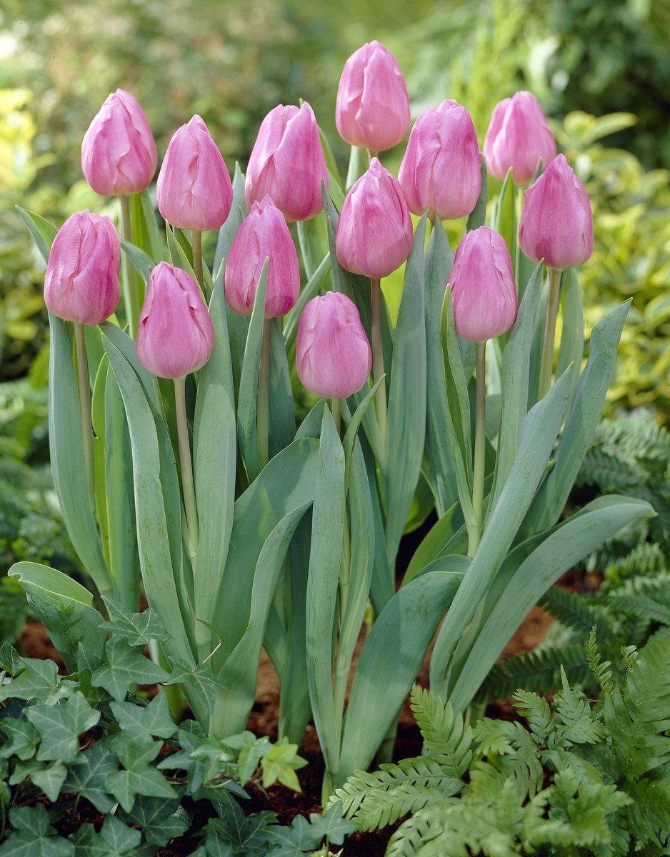 25 Bollen Triumph Tulp Aafke maat 12/+