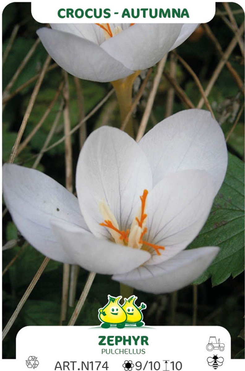 40 Bollen Herfstbloeiende Crocus Zephyr maat 6/+
