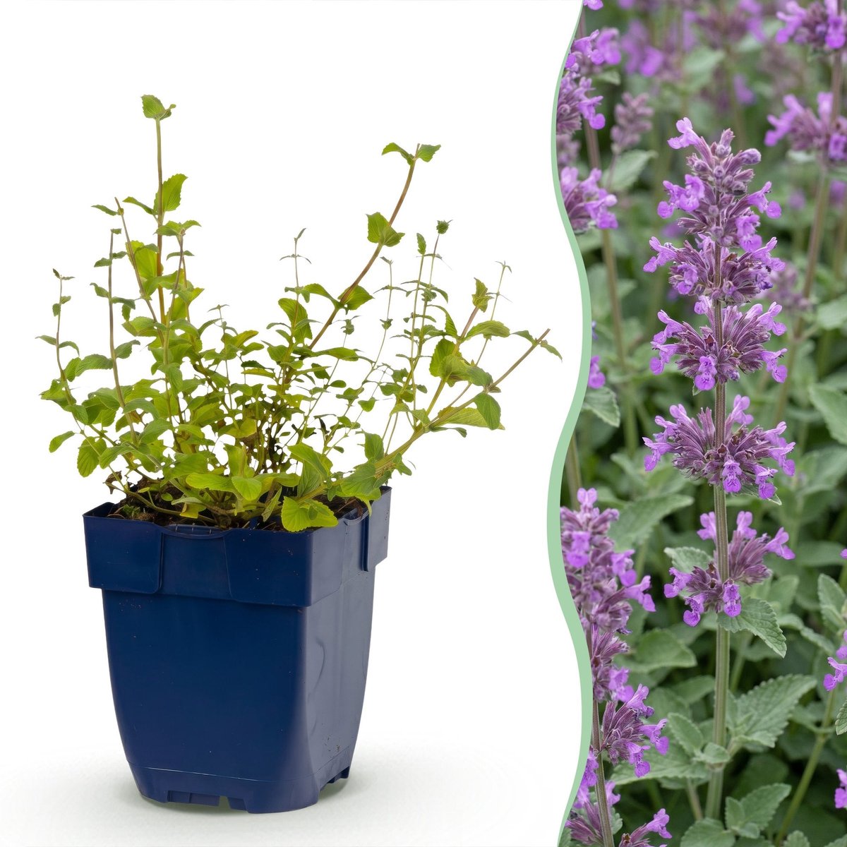 Green boutiQ - Vasteplant - Nepeta rac. Grog - Kattenkruid - Bijen- en vlinderlokkers - Blauw - 1 Plant - Pot 11cm - Hoogte 15-25cm