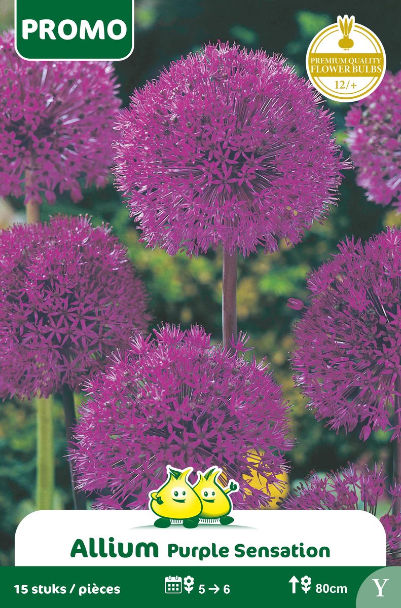 1 Zakje Promoverpakking Allium Purple Sensation 15 stuks maat 12/+