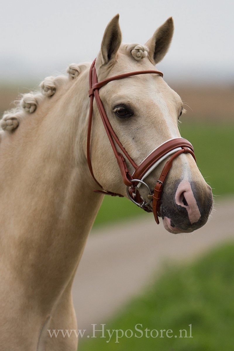 Premiera 'Monaco' Cognac Rondgenaaid hoofdstel met wit onderlegde lak neusriem, zilveren fournituren - Pony