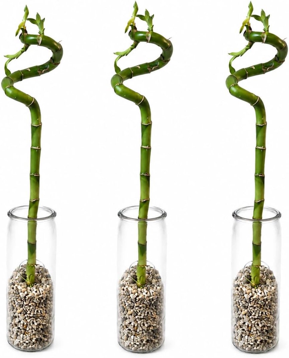 SnelShoppen - Lucky Bamboo Complete Set van 3 met Stevig Glas en Steentjes - Dracaena Sanderiana Geluksbamboe - Decoratieve Feng Shui Kamerplant 40-45