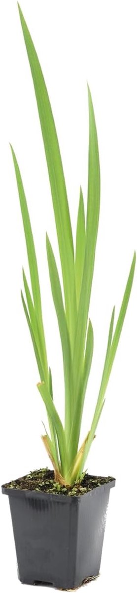 Gele Lis Vijverplant - Iris Pseudacorus Waterplant - Vijver Opfleuren - Winterharde Oeverplant - 20-30 cm - Geel
