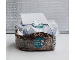 MOGU Mycology - Kit de culture de champignons Crinière de lion